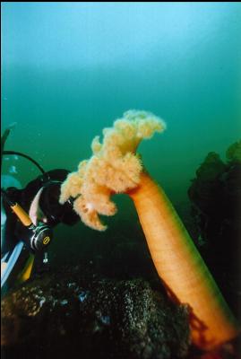 PLUMOSE ANEMONE