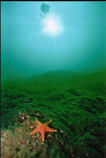 SEA STAR ON WALL BELOW JELLYFISH
