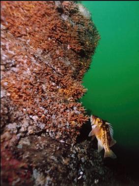 COPPER ROCKFISH AND ZOANTHIDS