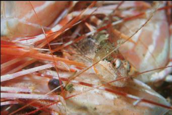 ANOTHER SCULPIN ON PRAWN HEADS