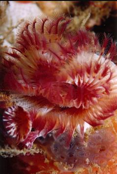 TUBE WORM