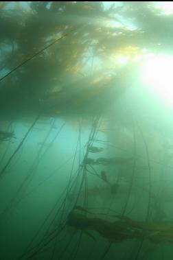 kelp forest