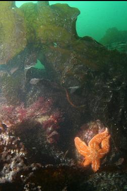 seastar under kelp