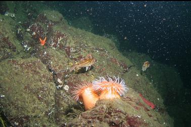 swimming anemones and copper rockfish