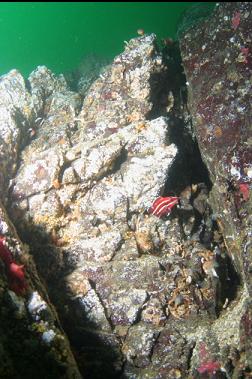 juvenile yelloweye rockfish