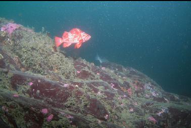 vermilion rockfish