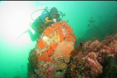 sunflower star on boulder