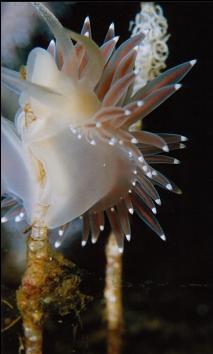 NUDIBRANCH