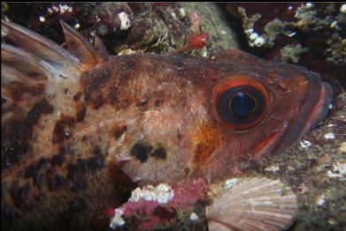 brown rockfish