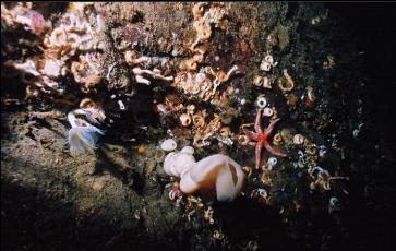 TINY CLOUD SPONGE, SEASTAR AND TUBE WORM ON WALL