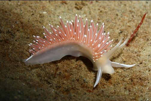 nudibranch