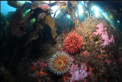 fish-eating anemones