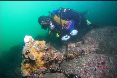 yellow whelk eggs 60 feet deep