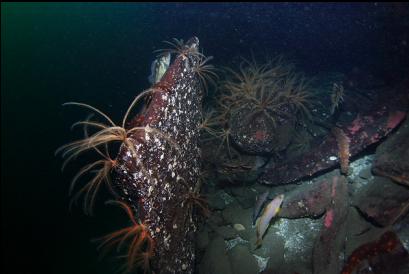 feather stars, copper rockfish and kelp greenlings on rubble at base of wall