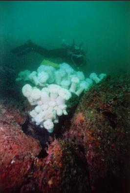 DIVER OVER PLUMOSE ANEMONES AT 80 FEET