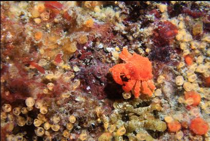 tiny Puget Sound king crab