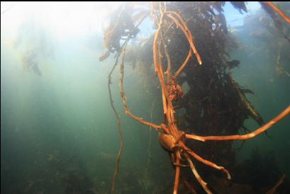 kelp crabs