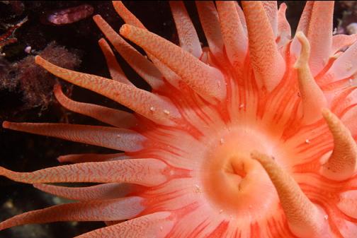 crimson anemone
