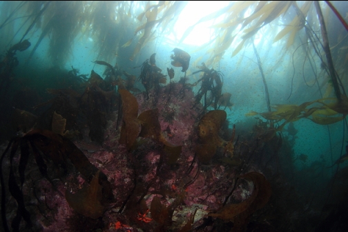 under the kelp forest