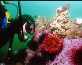 FISH-EATING ANEMONE