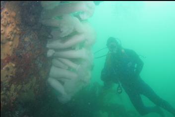 PLUMOSE ANEMONES