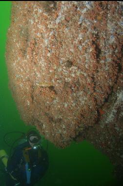 ZOANTHIDS ON BOULDER