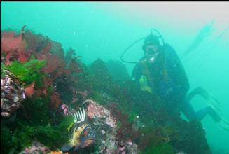 QUILLBACK ROCKFISH