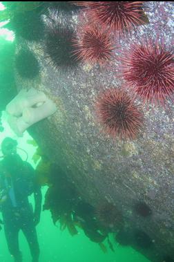 URCHINS AND PLUMOSE ANEMONES ON SIDE OF BOULDER