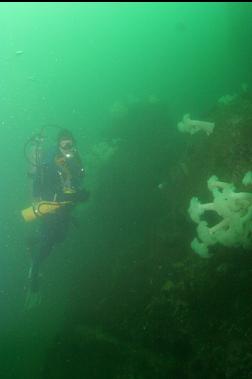 REEFS AT BASE OF WALL