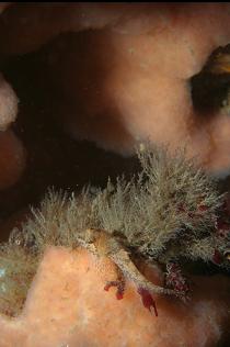 SCULPIN ON TUNICATE COLONY