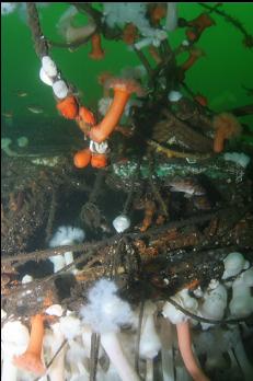 ANEMONES AND ROPE ON BOW