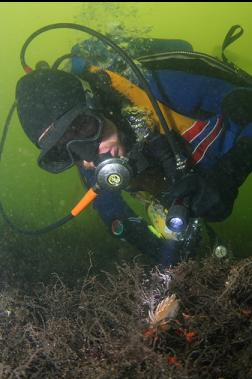 LOOKING AT NUDIBRANCH