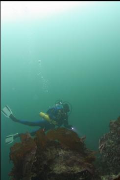 FLAILING AROUND IN SHALLOWS