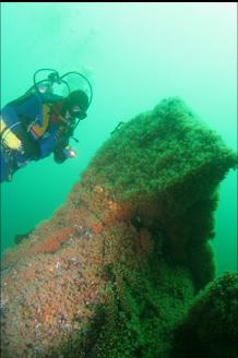 ZOANTHIDS ON BOULDER