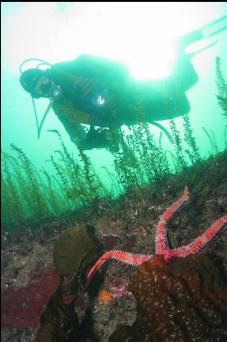 SEASTAR IN SHALLOWS