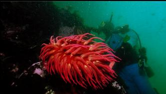 FISH-EATING ANEMONE