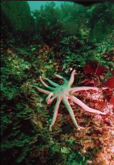 SEA STAR ON WALL