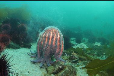 spawning sunflower star