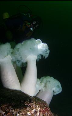 plumose anemones