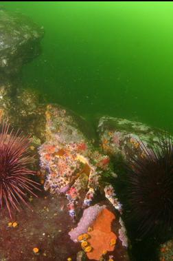 Puget Sound king crab