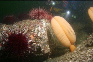 sea pen and urchins