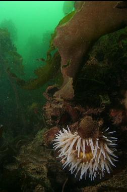 fish-eating anemone