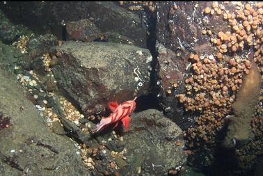 tiger rockfish