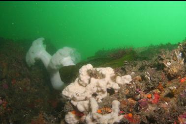 sponge and anemones