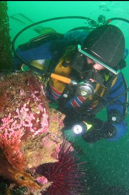 looking at hydrocoral on rock