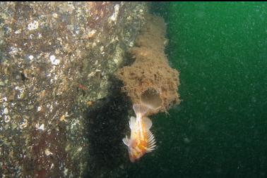 copper rockfish and boot sponge