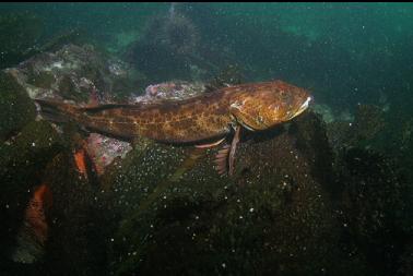 lingcod on first dive