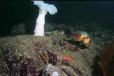 quillback rockfish and plumose anemone