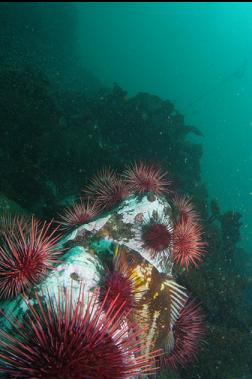 copper rockfish and urchins