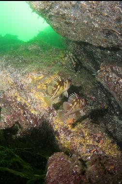 copper rockfish